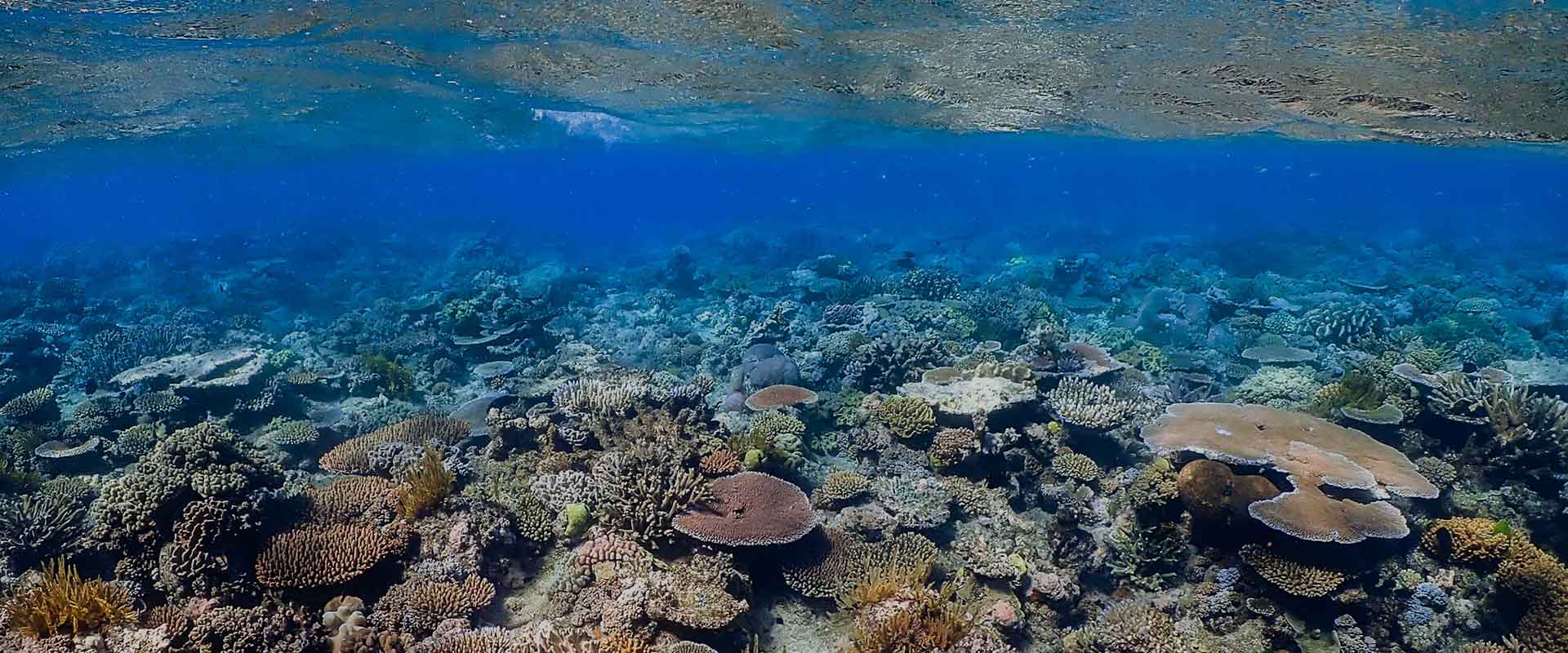 Corals under Sea - Cairn - Australia